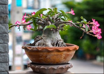 Rosa do Deserto: dicas para cultivar essa belíssima espécie de flor