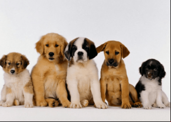 Pets: 10 raças dóceis de cachorro para criar em casa