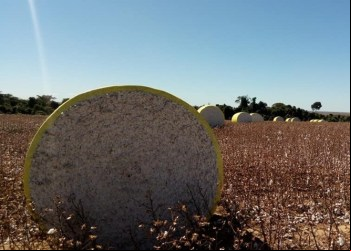 Cotonicultores mostram a embaixadores como produzir fibra com eficiência