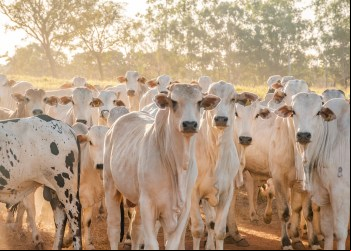 Tocantins prepara para última campanha de vacinação contra a febre aftosa