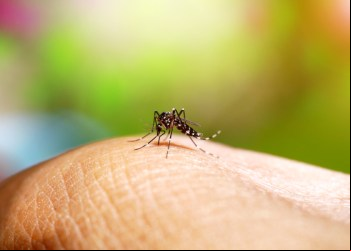 Dengue: pesquisadores de SP alertam para necessidade de vigilância para ressurgimento do sorotipo 3